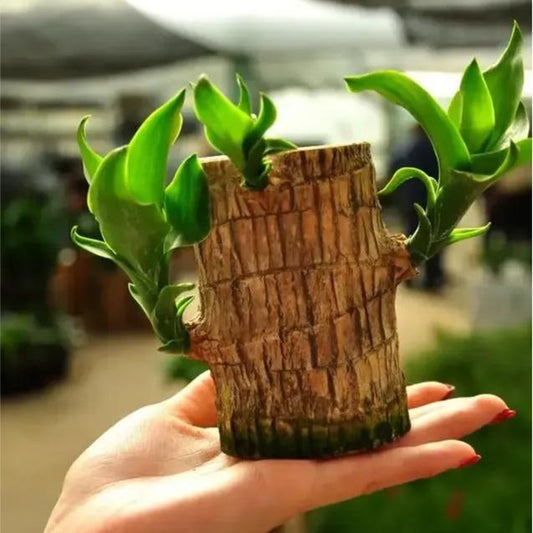 Lucky Brazil Wood Potted Plant